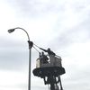Raccoon Just Needs A Little Help Getting Down Off This Light Post